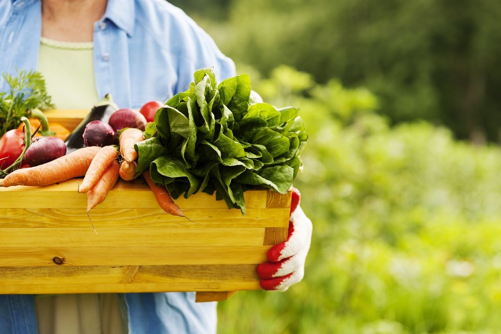Why Our Daily Diet Should Include Organic And Natural Foods